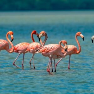 PASADIA  FLAMENCOS ROSADOS